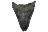 Fossil Megalodon Tooth - South Carolina #301819-1